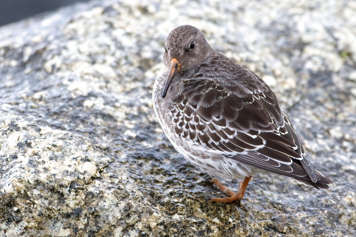 Correlimos Oscuro - ML647551520