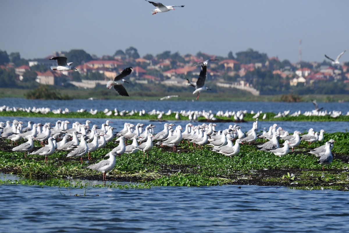 Gray-hooded Gull - ML647551521