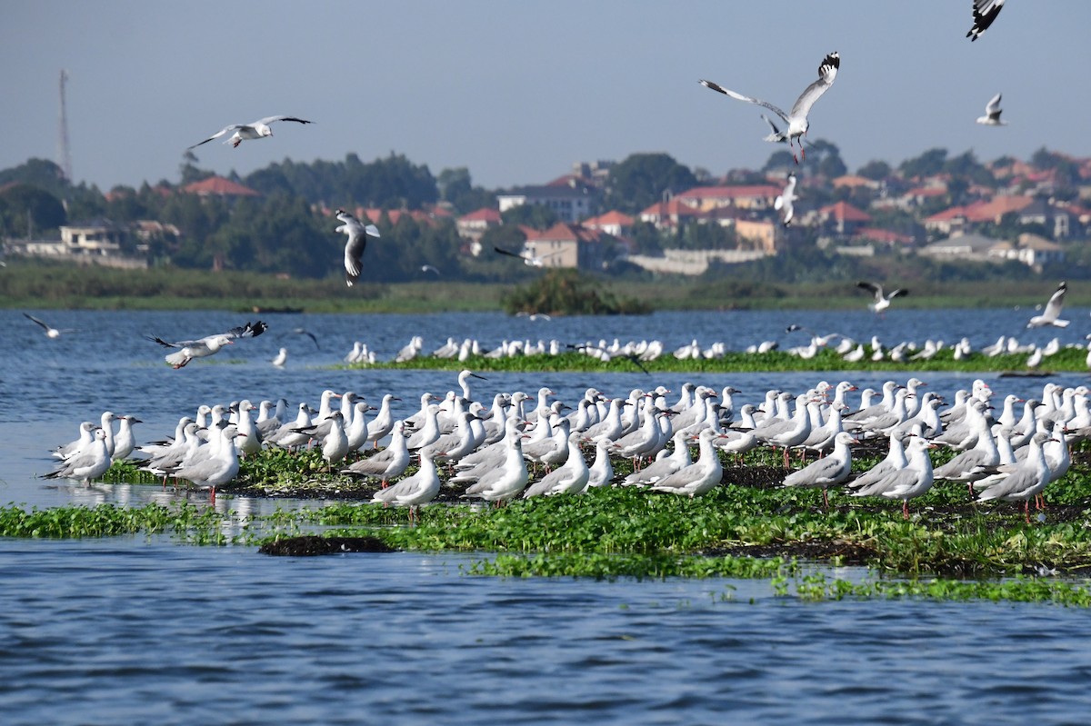 Gray-hooded Gull - ML647551522
