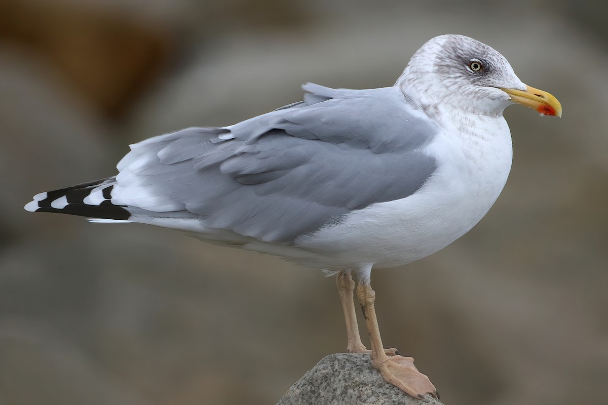 Gaviota Argéntea Europea - ML647551531