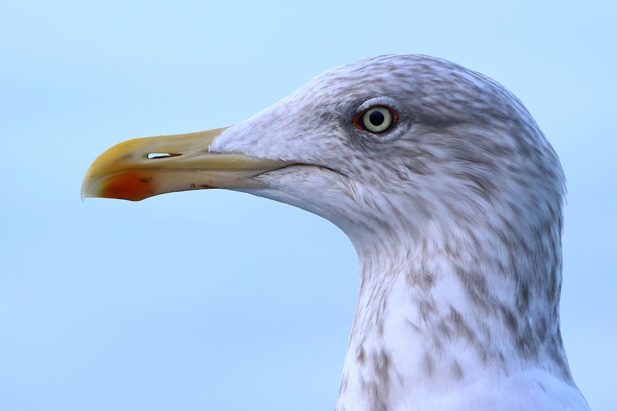 Gaviota Argéntea Europea - ML647551532