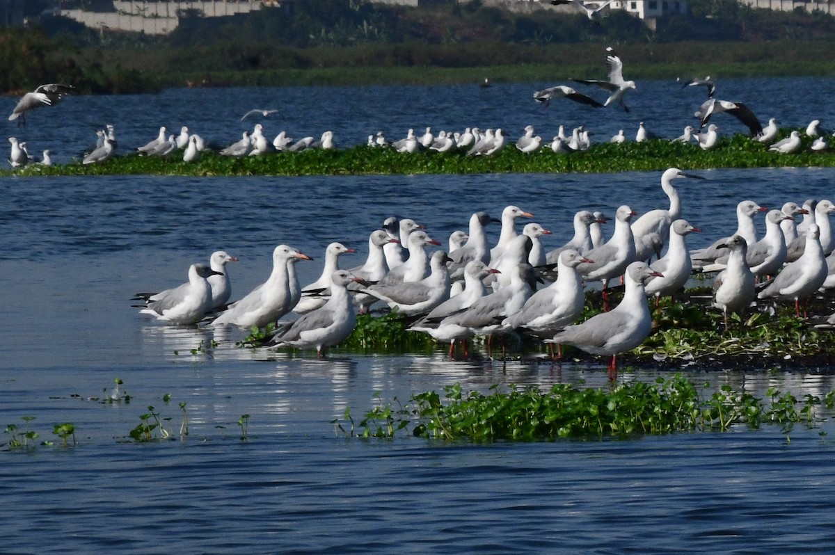 Slender-billed Gull - ML647551537