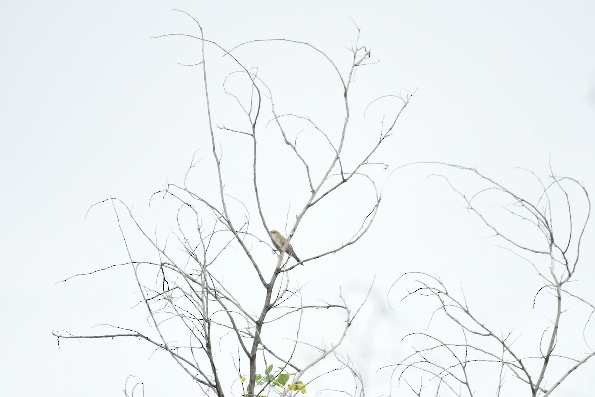 Yerbera Coliancha - ML647551552