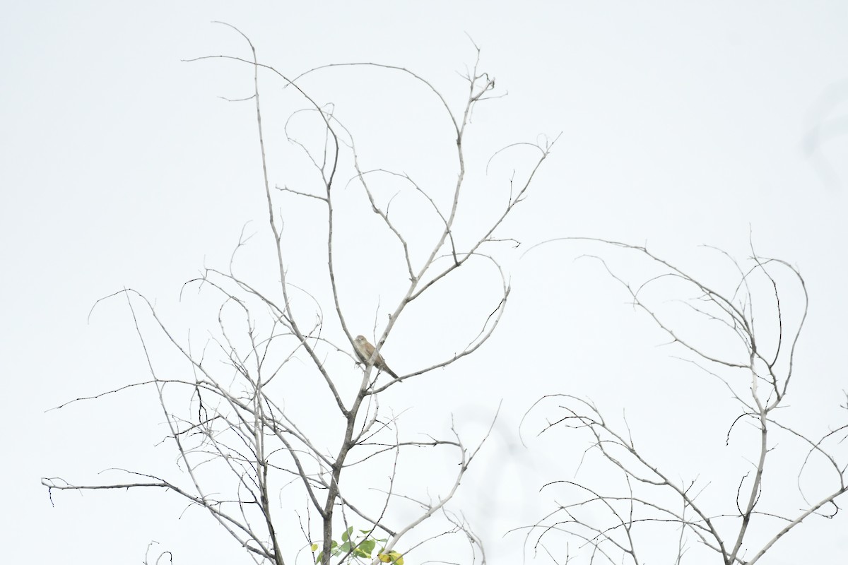 Yerbera Coliancha - ML647551553