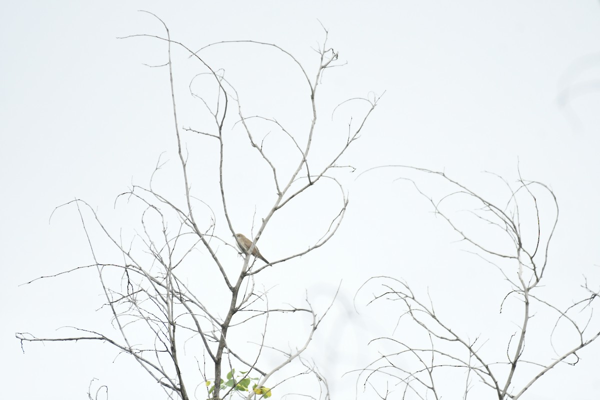 Yerbera Coliancha - ML647551554