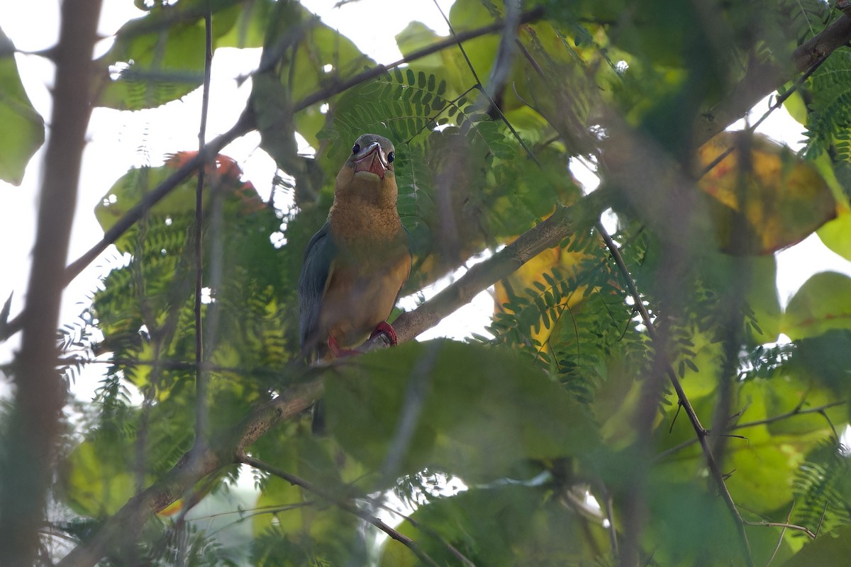 Alción Picocigüeña - ML647551560