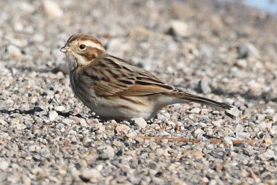 Escribano Palustre - ML647551561