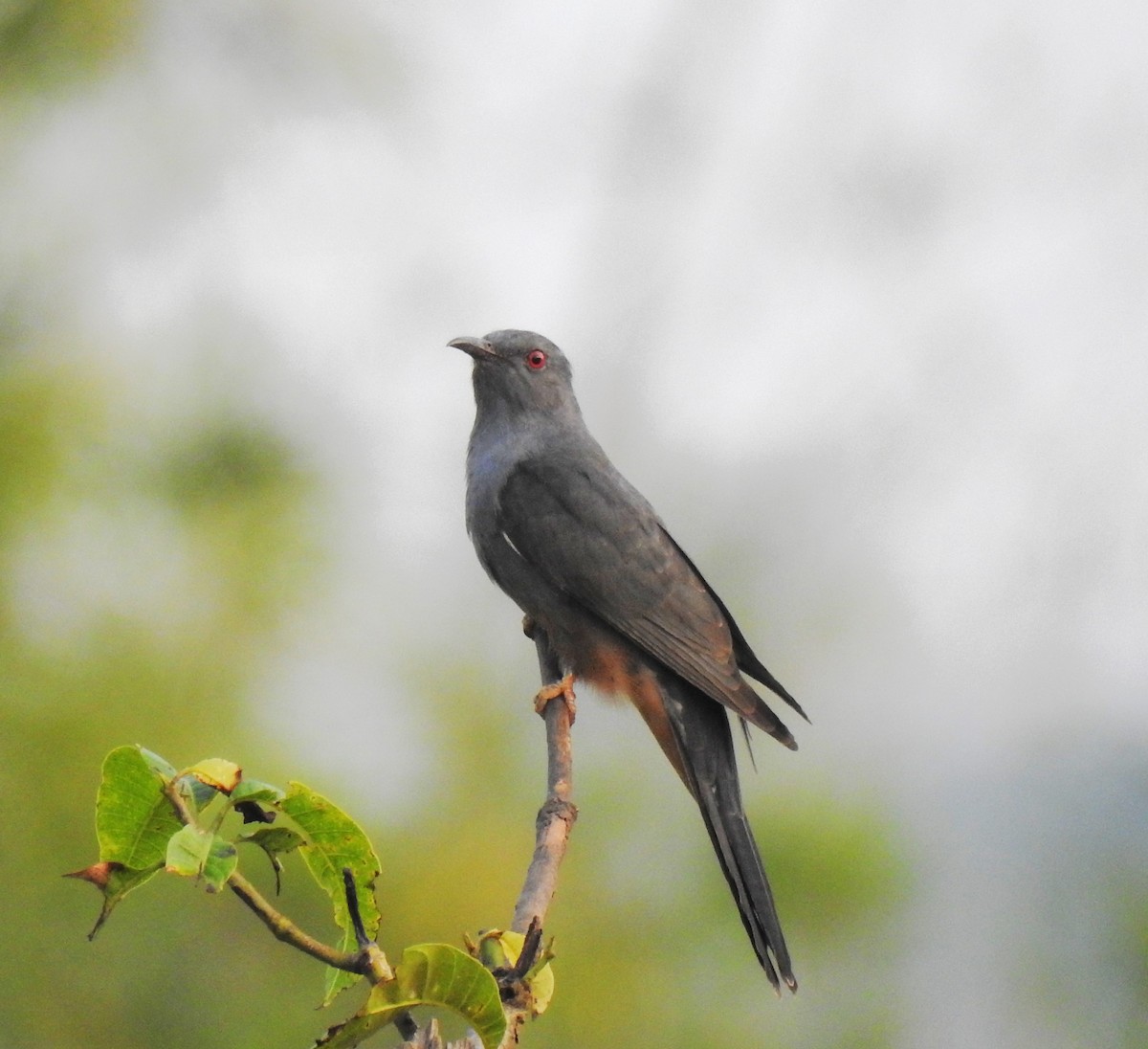 Cuco Plañidero - ML647551562