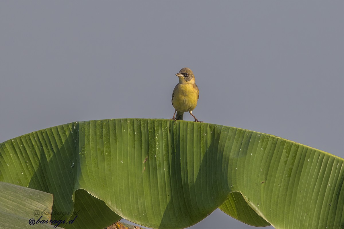 Escribano Cabecinegro - ML647551563