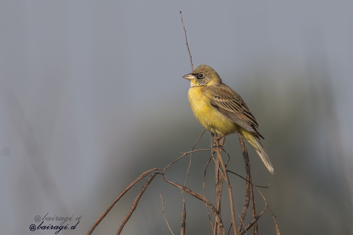 Escribano Cabecinegro - ML647551564