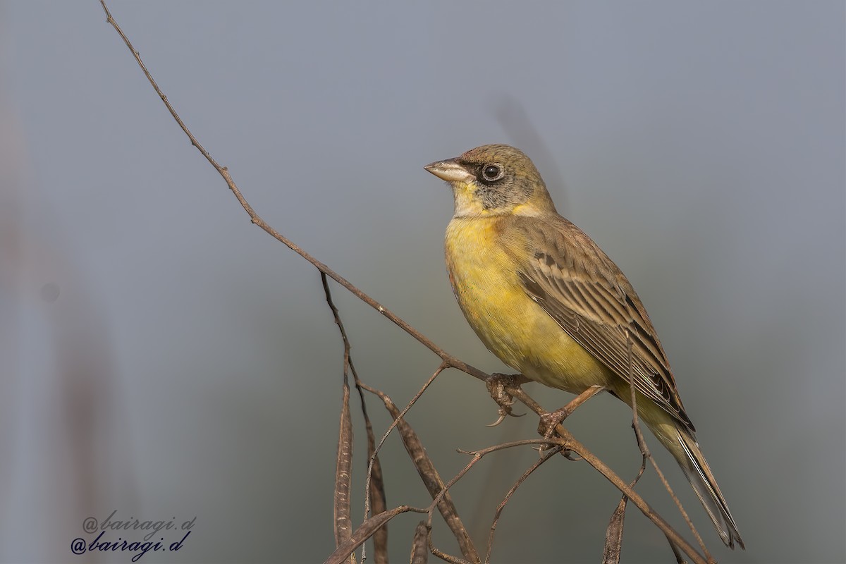 Escribano Cabecinegro - ML647551565