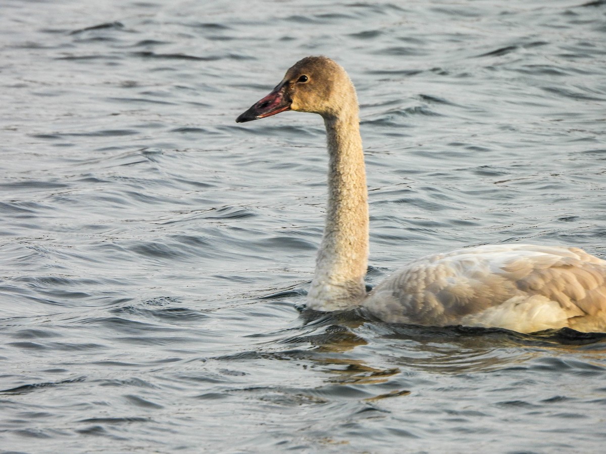 Cisne Chico - ML647551567