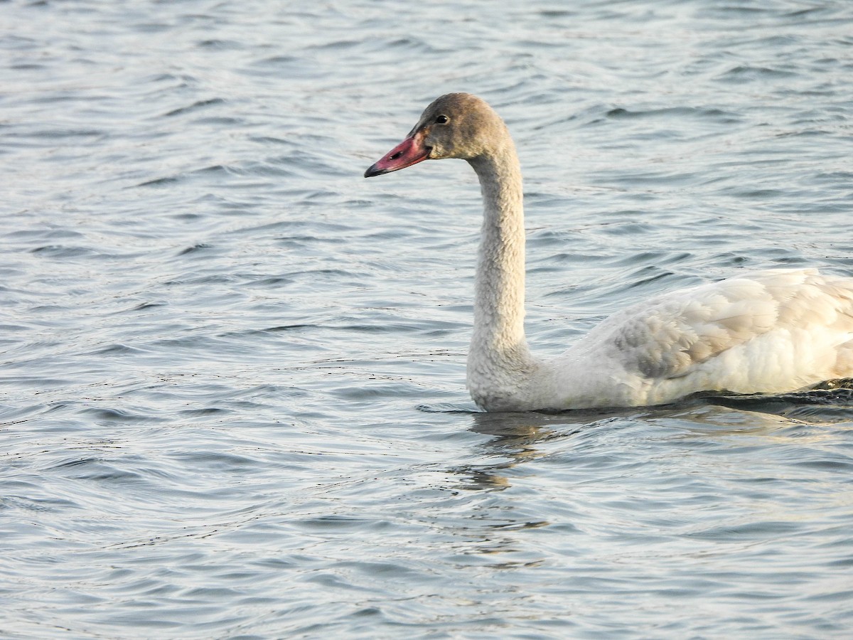 Cisne Chico - ML647551568