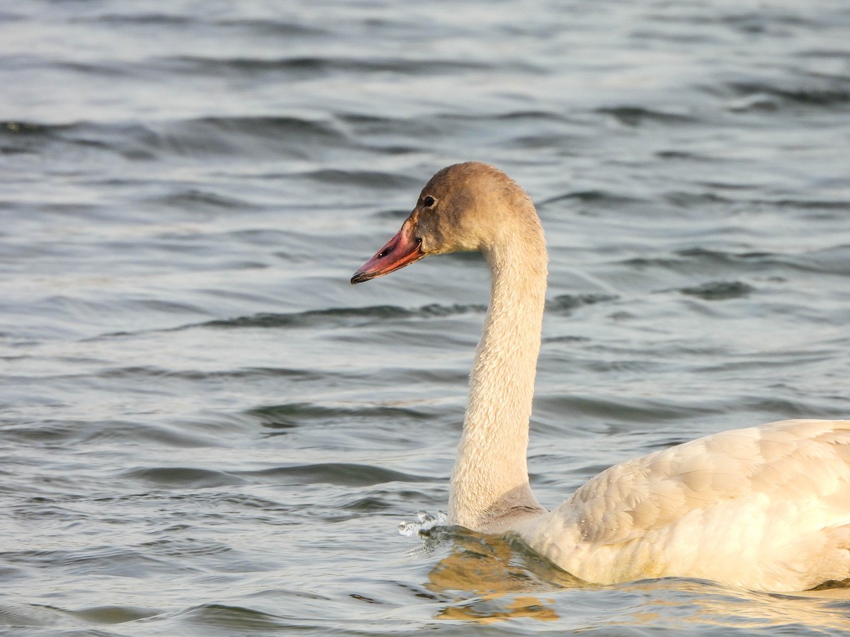 Cisne Chico - ML647551570