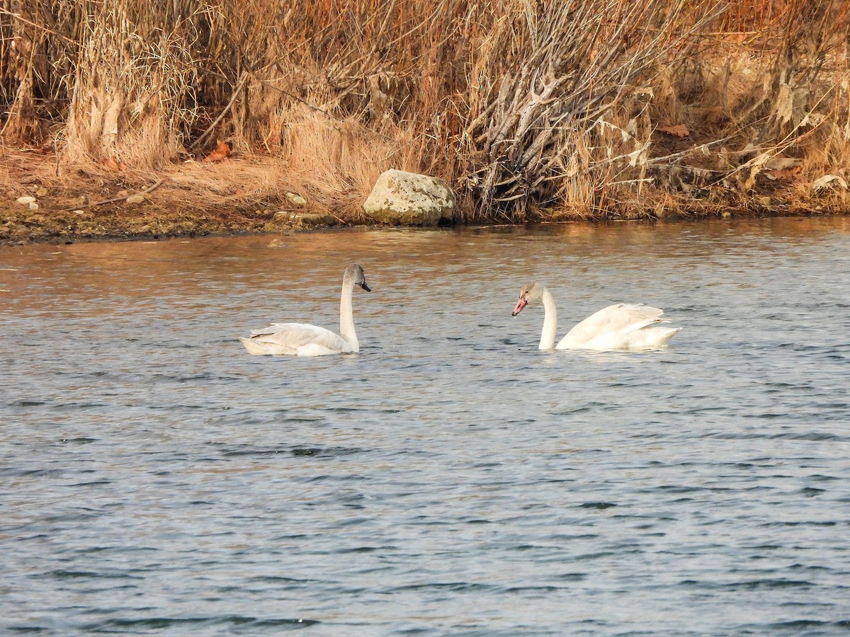 Cisne Chico - ML647551571