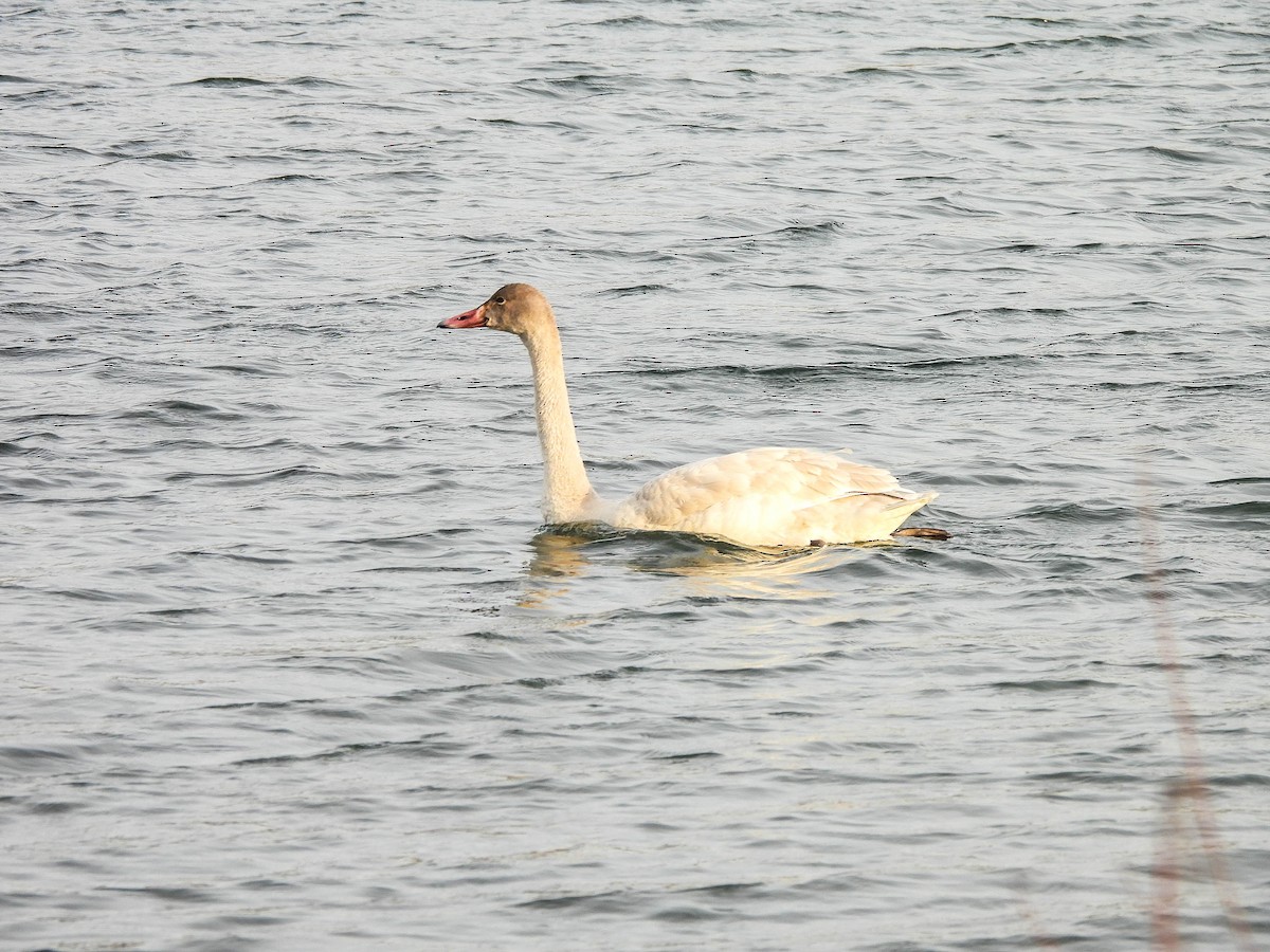 Cisne Chico - ML647551572