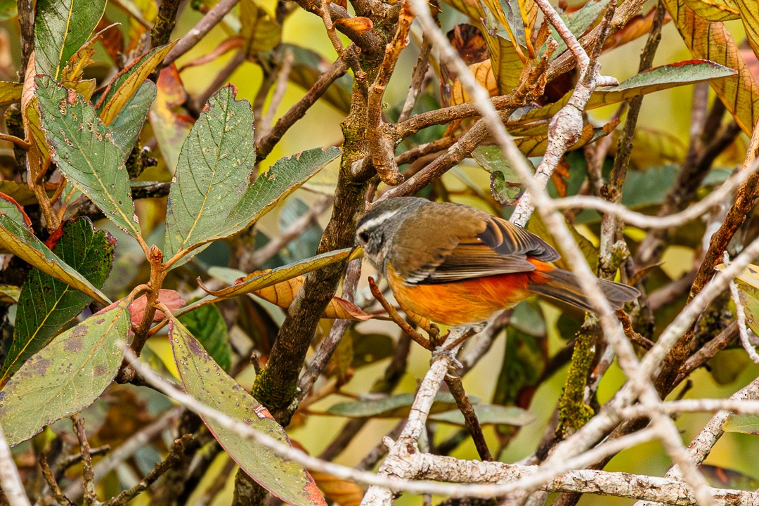 Monterita de Cabanis - ML647551573