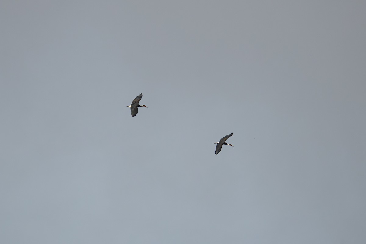 Cigüeña de Storm - ML647551574