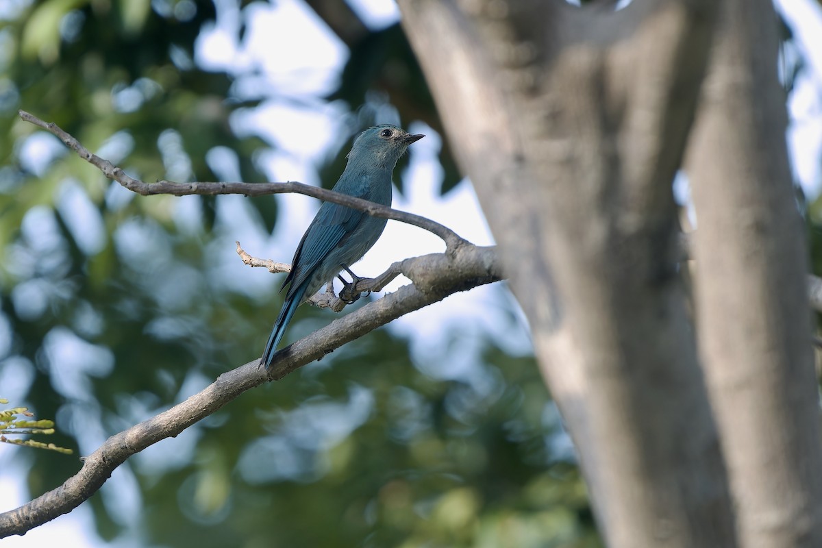 Papamoscas Verdín - ML647551575