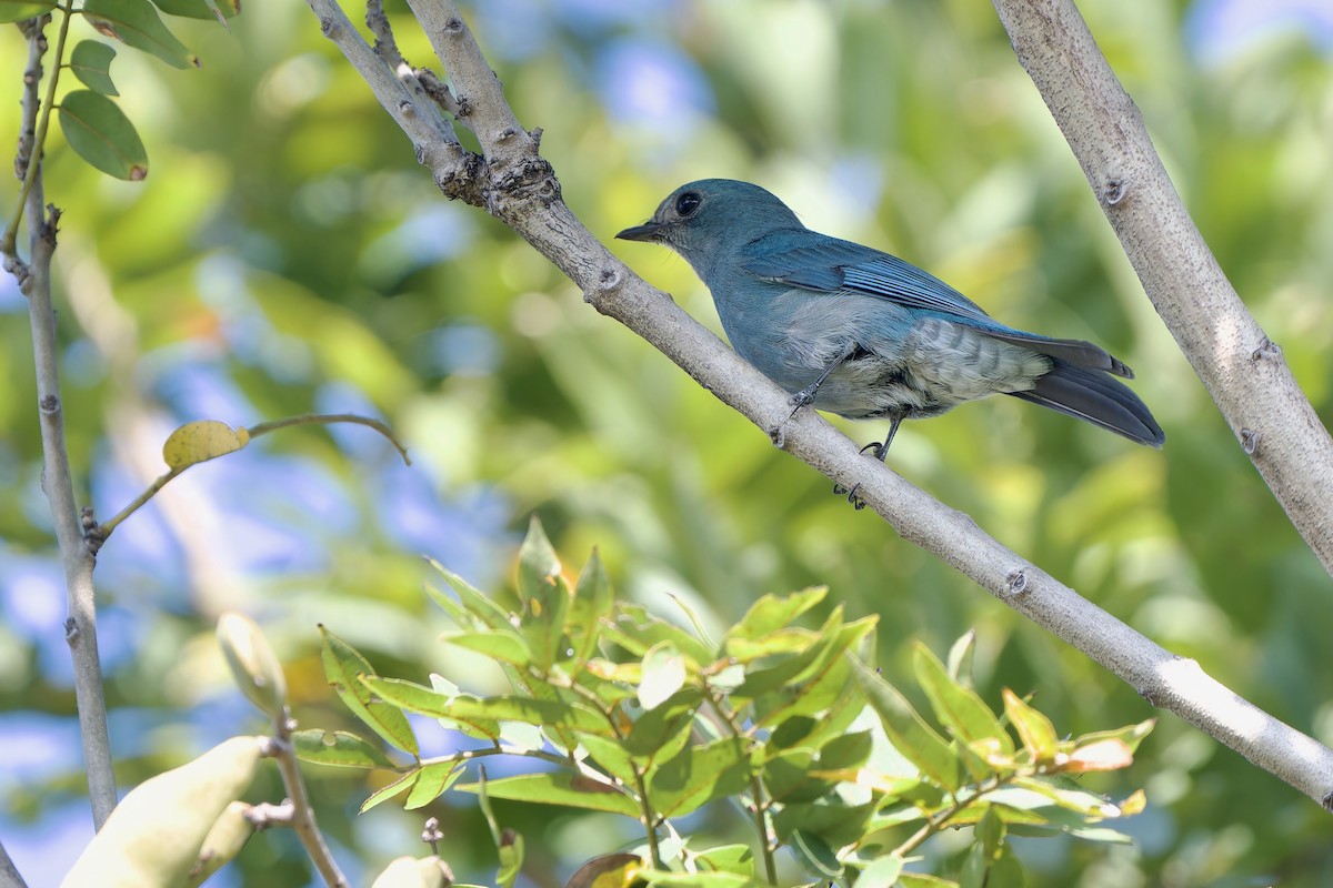 Papamoscas Verdín - ML647551576