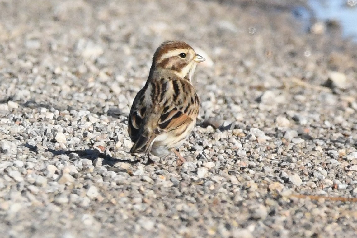 Escribano Palustre - ML647551577