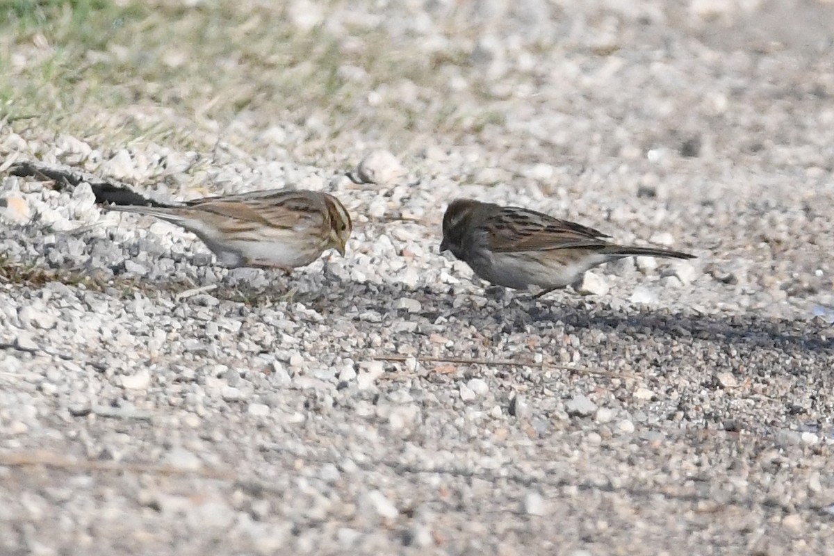 Escribano Palustre - ML647551584