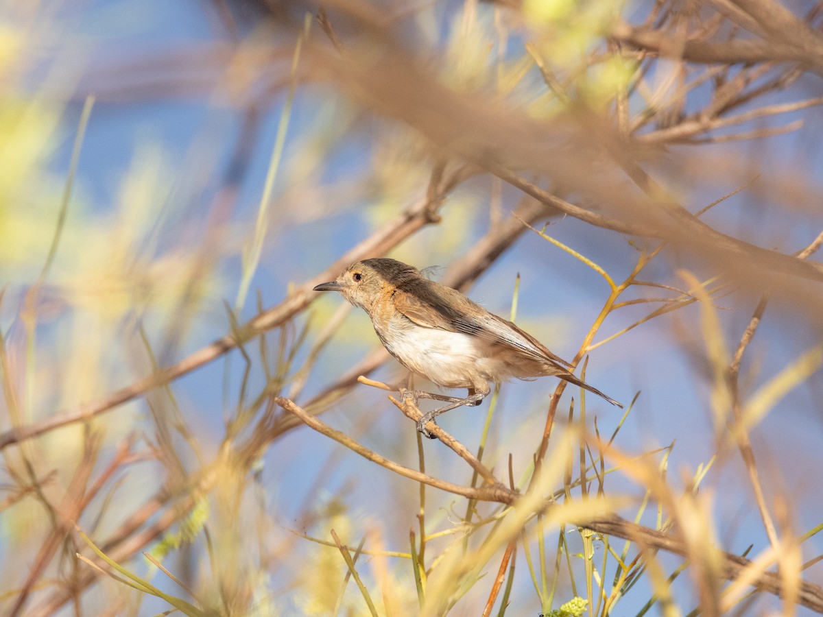 Mielero de White - ML647551585