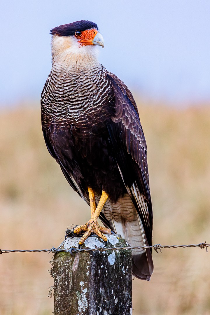 Caracara Carancho - ML647551586