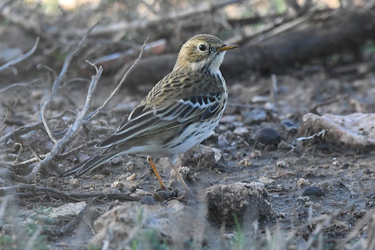 Bisbita Pratense - ML647551587