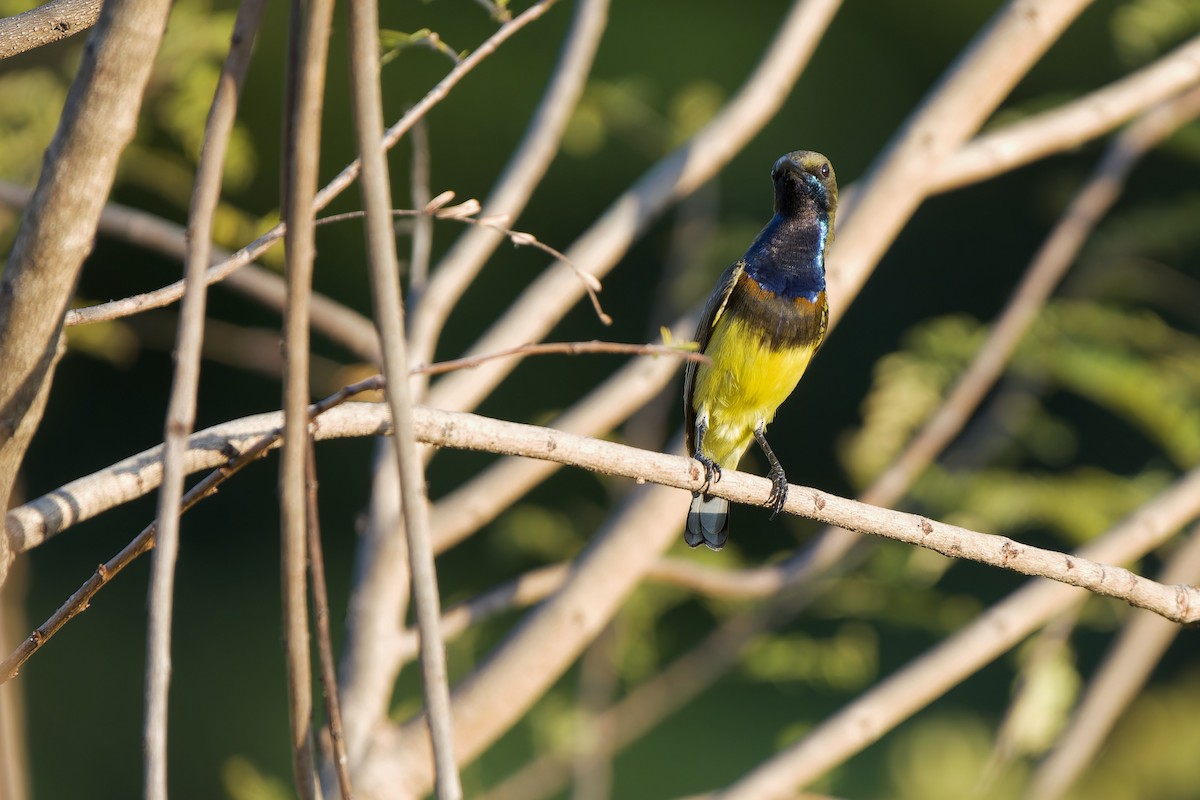 Suimanga Ornado (grupo ornatus) - ML647551589