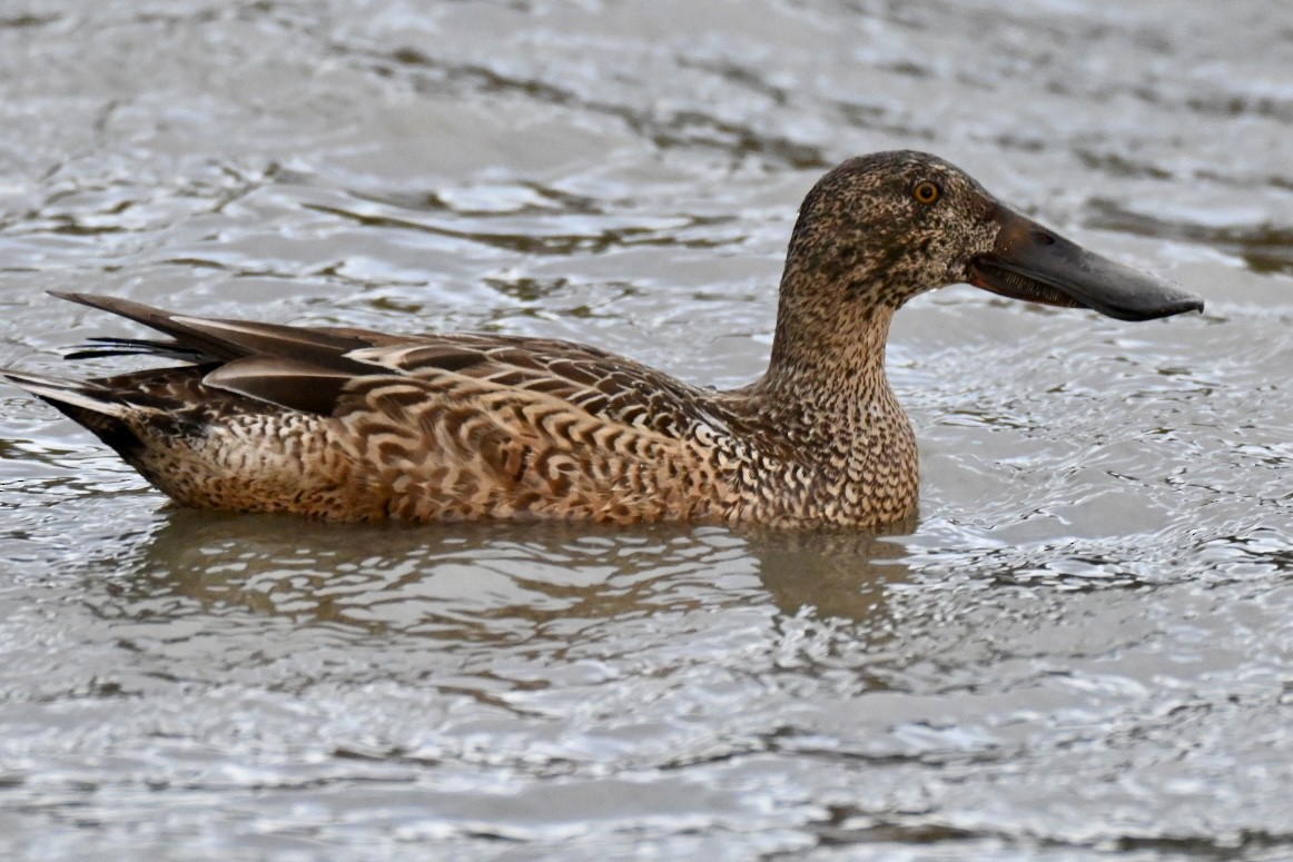 Cuchara Común - ML647551597