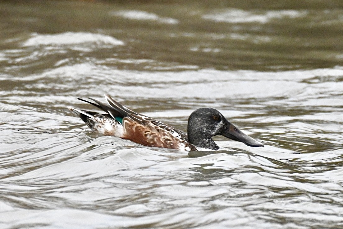 Cuchara Común - ML647551598