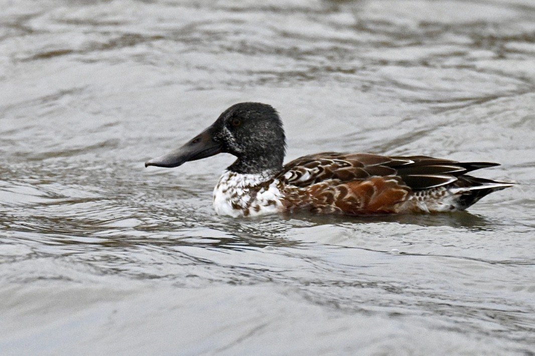 Cuchara Común - ML647551599