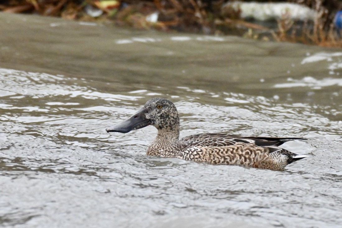 Cuchara Común - ML647551600