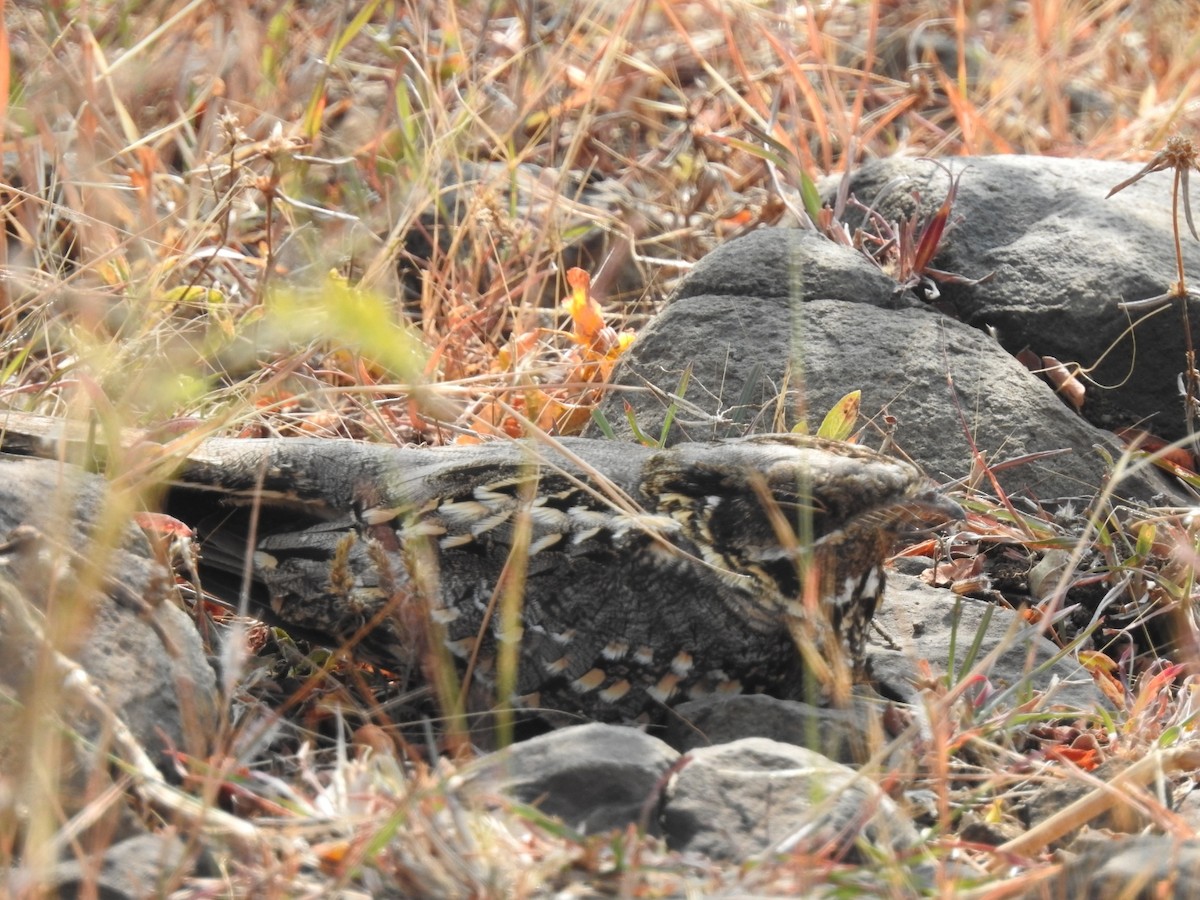 Chotacabras Hindú - ML647551601