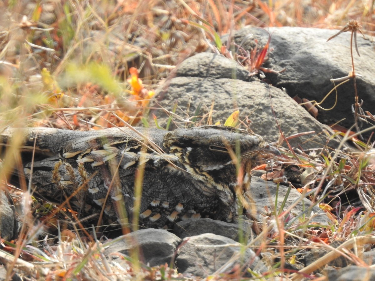 Chotacabras Hindú - ML647551602