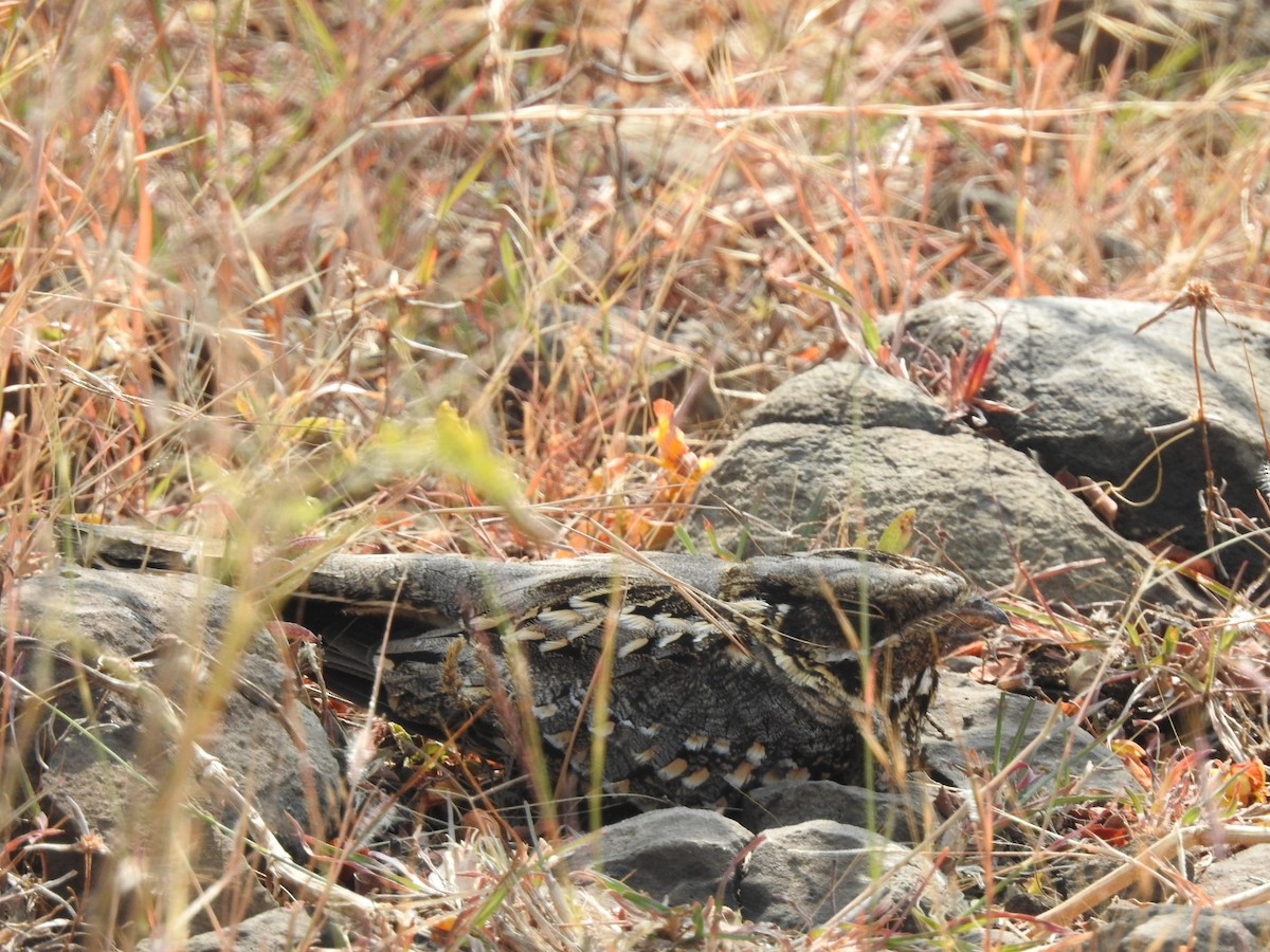 Chotacabras Hindú - ML647551604