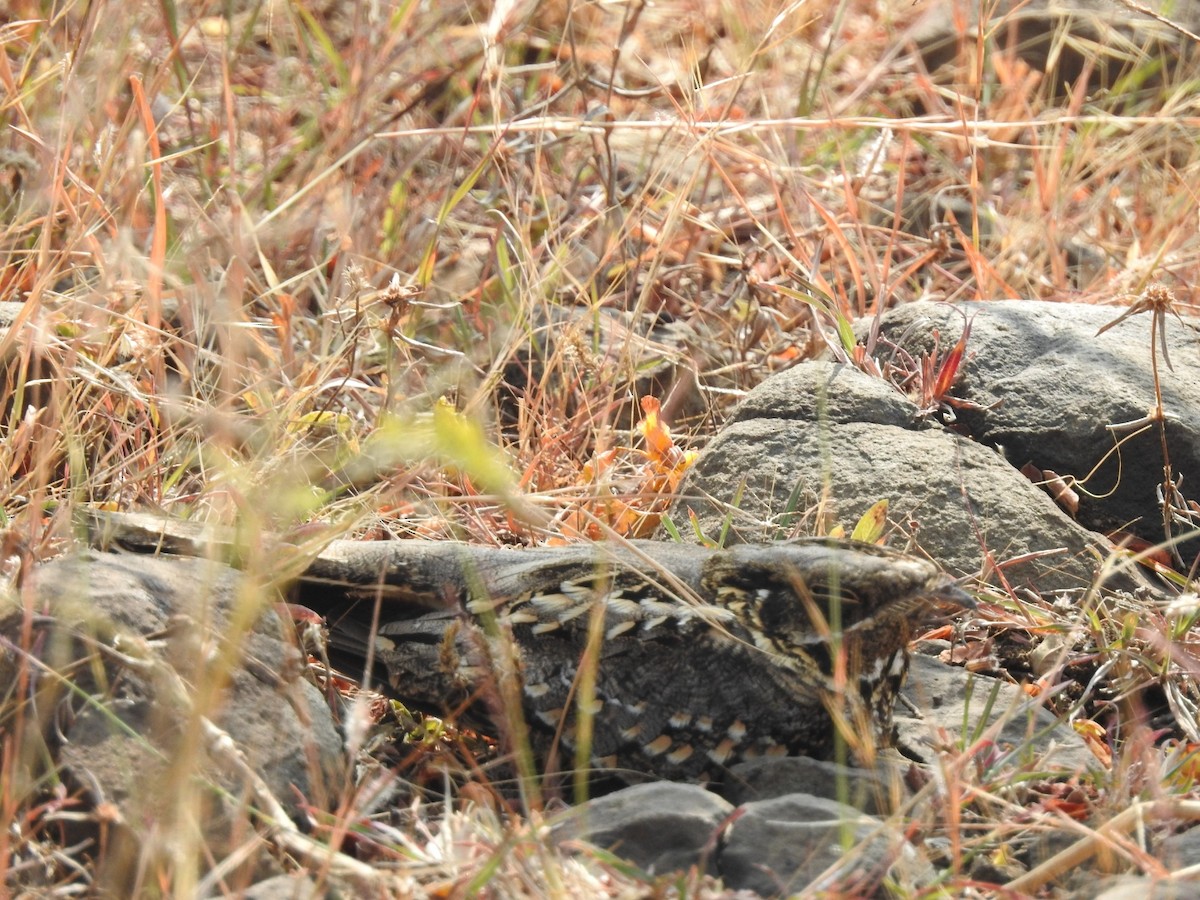 Chotacabras Hindú - ML647551605