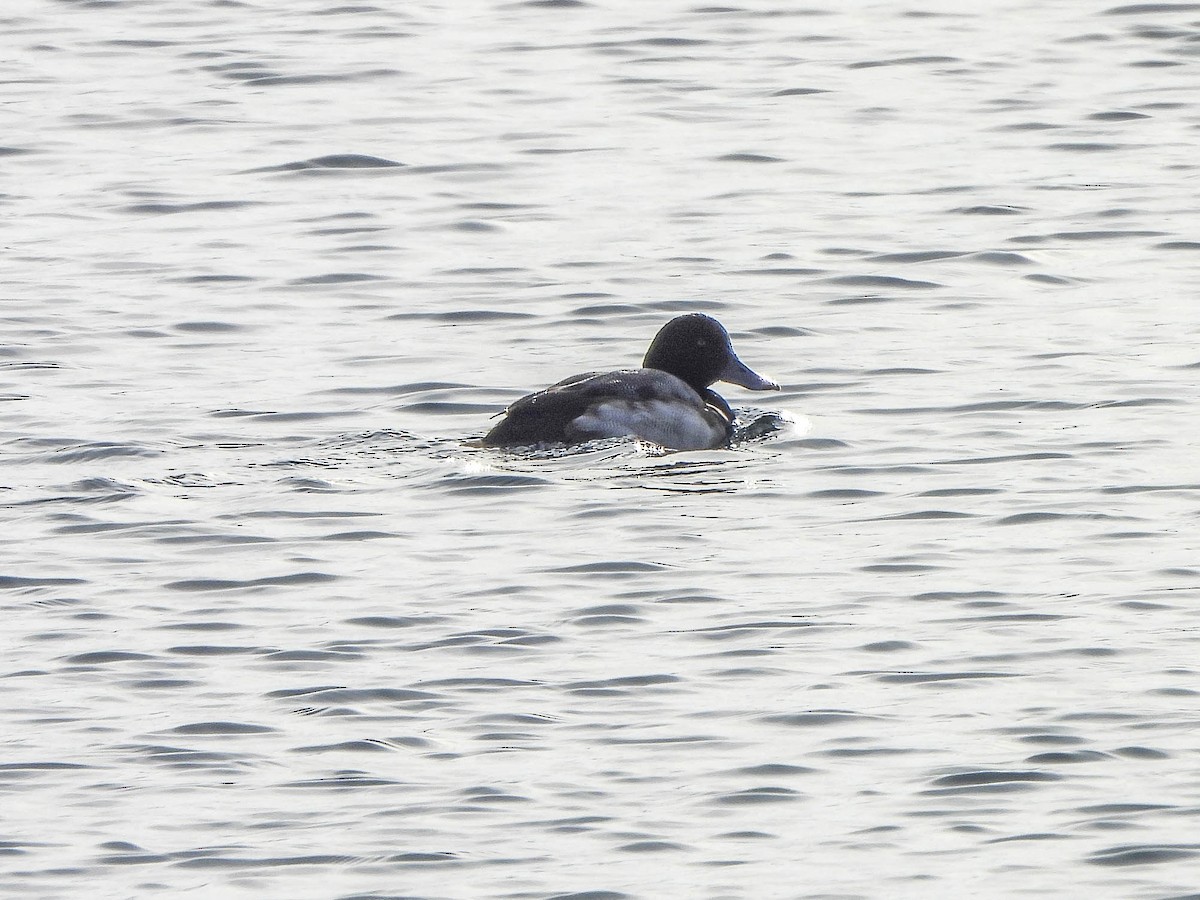 Fuligule milouinan - ML647551620