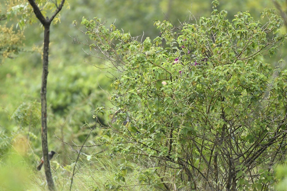 Erik Başlı Yeşil Papağan - ML647551658