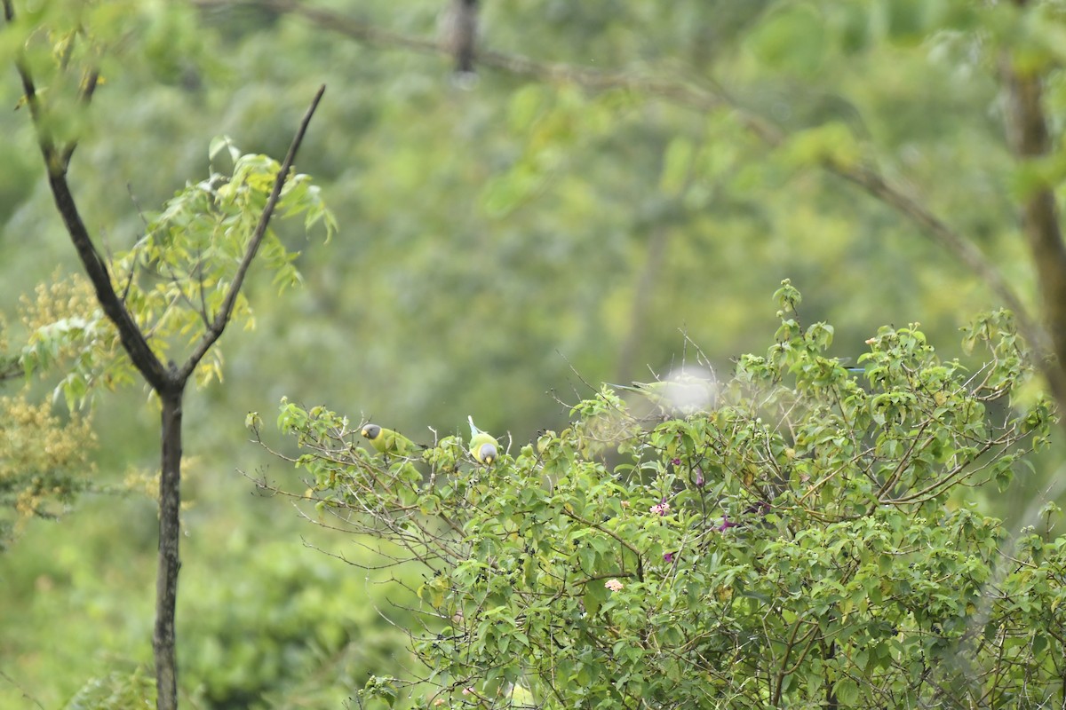 Erik Başlı Yeşil Papağan - ML647551660