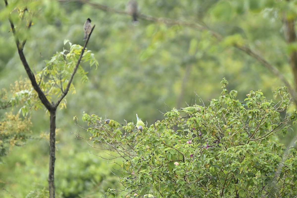 Erik Başlı Yeşil Papağan - ML647551661