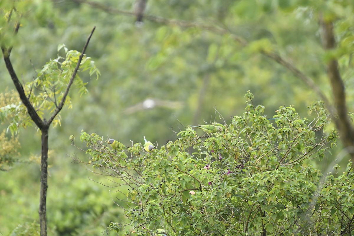 Erik Başlı Yeşil Papağan - ML647551662