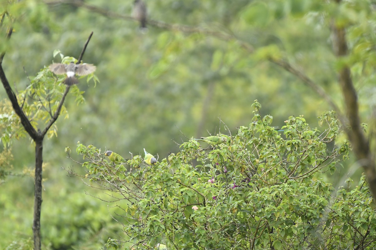 Erik Başlı Yeşil Papağan - ML647551663