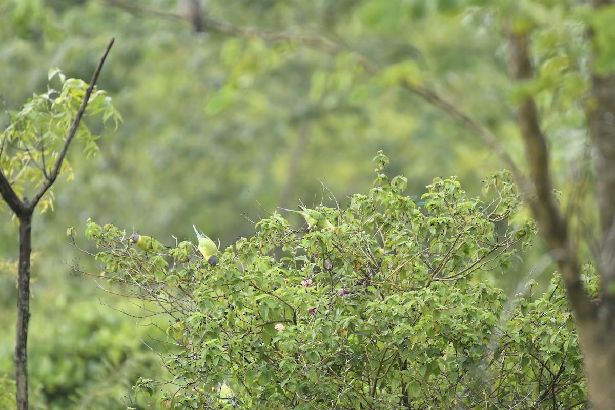 Erik Başlı Yeşil Papağan - ML647551664