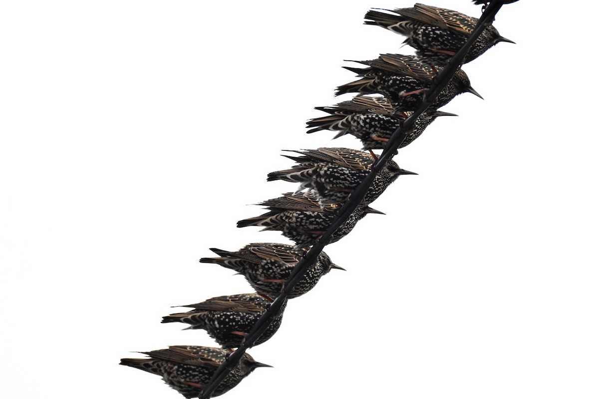 European Starling - ML647551736