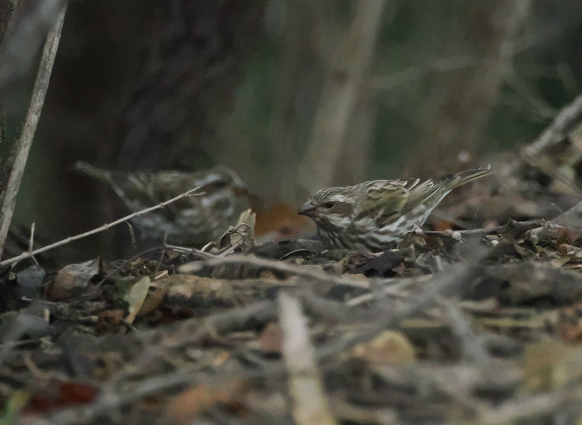 Чечевиця кармінова - ML647551772