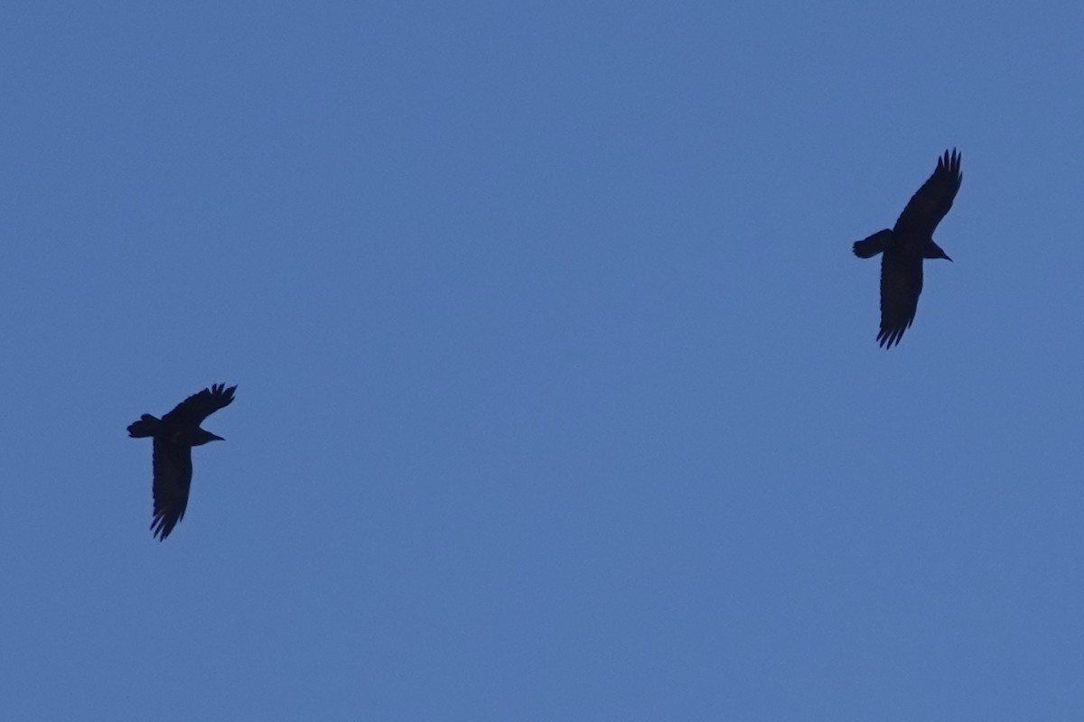 Brown-necked Raven - ML647551781