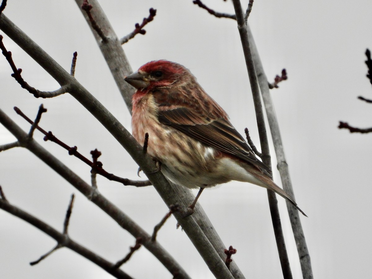 Чечевиця кармінова - ML647551793