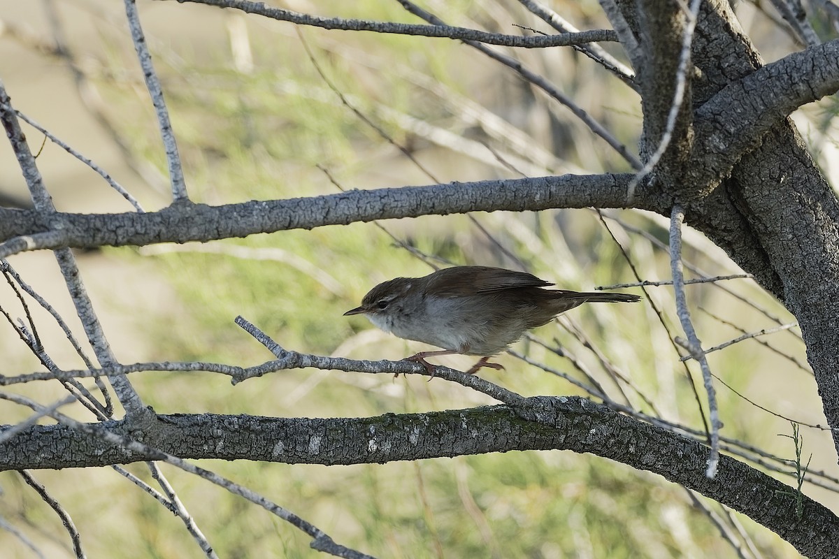 צטיה חלודית - ML647551798